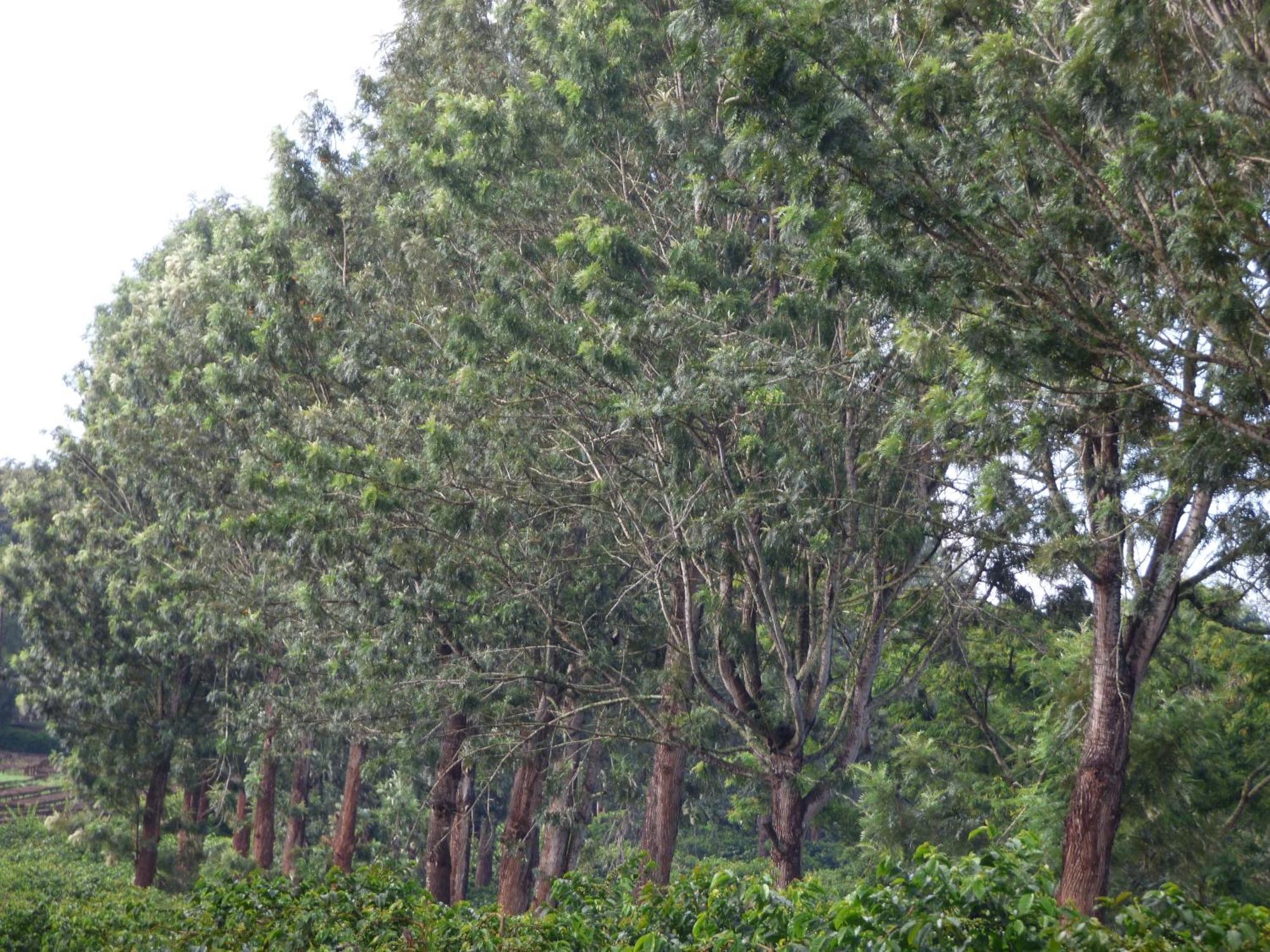 Le Pristine Wellness And Healing Hotel Nyeri Exterior photo